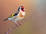 Goldfinch