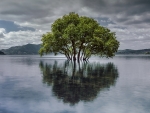 Tree stands in the water
