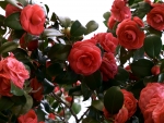 Red camellias