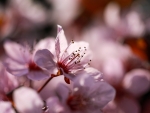 spring cherry blossoms
