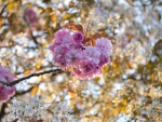 spring sakura branch