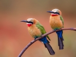 Two-bee-eaters