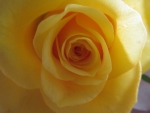 Yellow Rose of Texas
