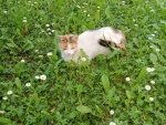 Spring flowers and cat