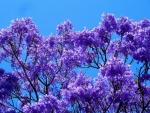 Jacaranda