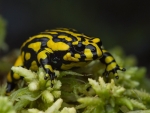 Southern Corroboree Frog