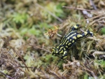 Southern Corroboree Frog