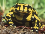 Southern Corroboree Frog