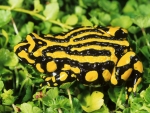 Southern Corroboree Frog