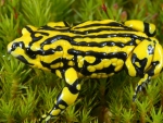 Southern Corroboree Frog