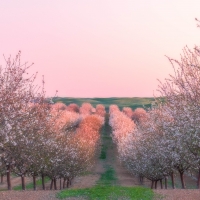 Cherry-Blossom-Garden