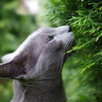 Russian blue cat