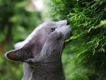 Russian blue cat