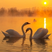Swan