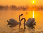 Swan