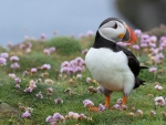 Puffin
