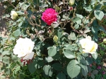 Bush of roses
