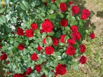Red roses
