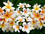 Plumeria