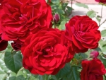 Red roses