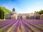 Lavender Field, Provence, France