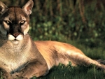 Cougar