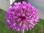 Allium