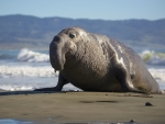 Northern Elephant Seal