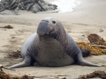 Northern Elephant Seal