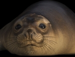 Northern Elephant Seal