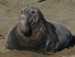 Northern Elephant Seal