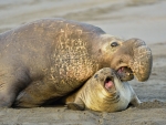 Northern Elephant Seal