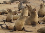 Cape Fur Seals