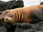 Galapagos Fur Seal