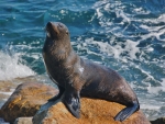 Fur Seal 