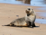 Cape Fur Seal