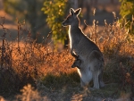 Kangaroo With Joey