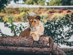 Lioness