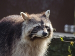Raccoon