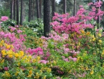 Haaga Rhododendron Park Helsinki Finland