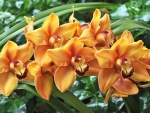 Orchids