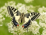 Old World Swallowtail