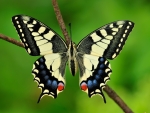 Old World Swallowtail
