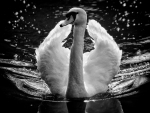 Swan