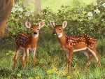 Twin Whitetail Fawns