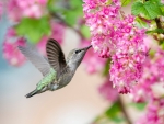 Hummingbird