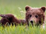 Brown Bear Cub