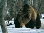 Brown Bear