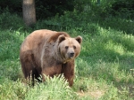 Brown Bear