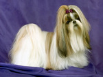 Lhasa_Apso